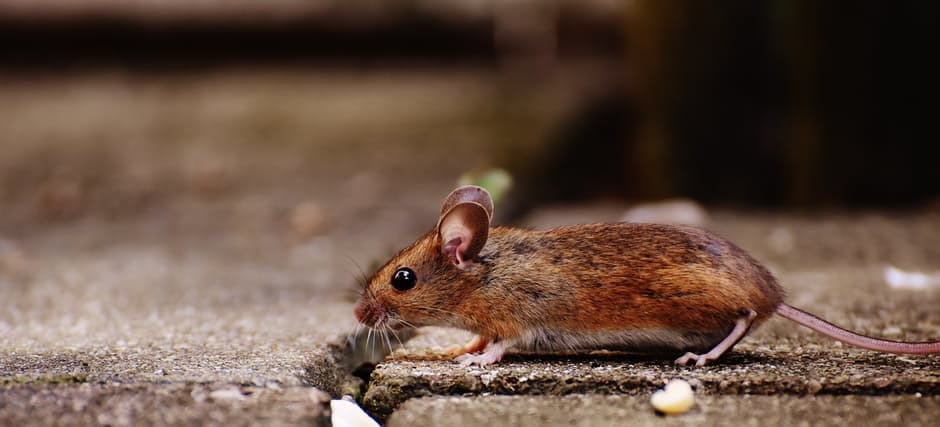 rat