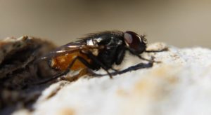 pest in your house