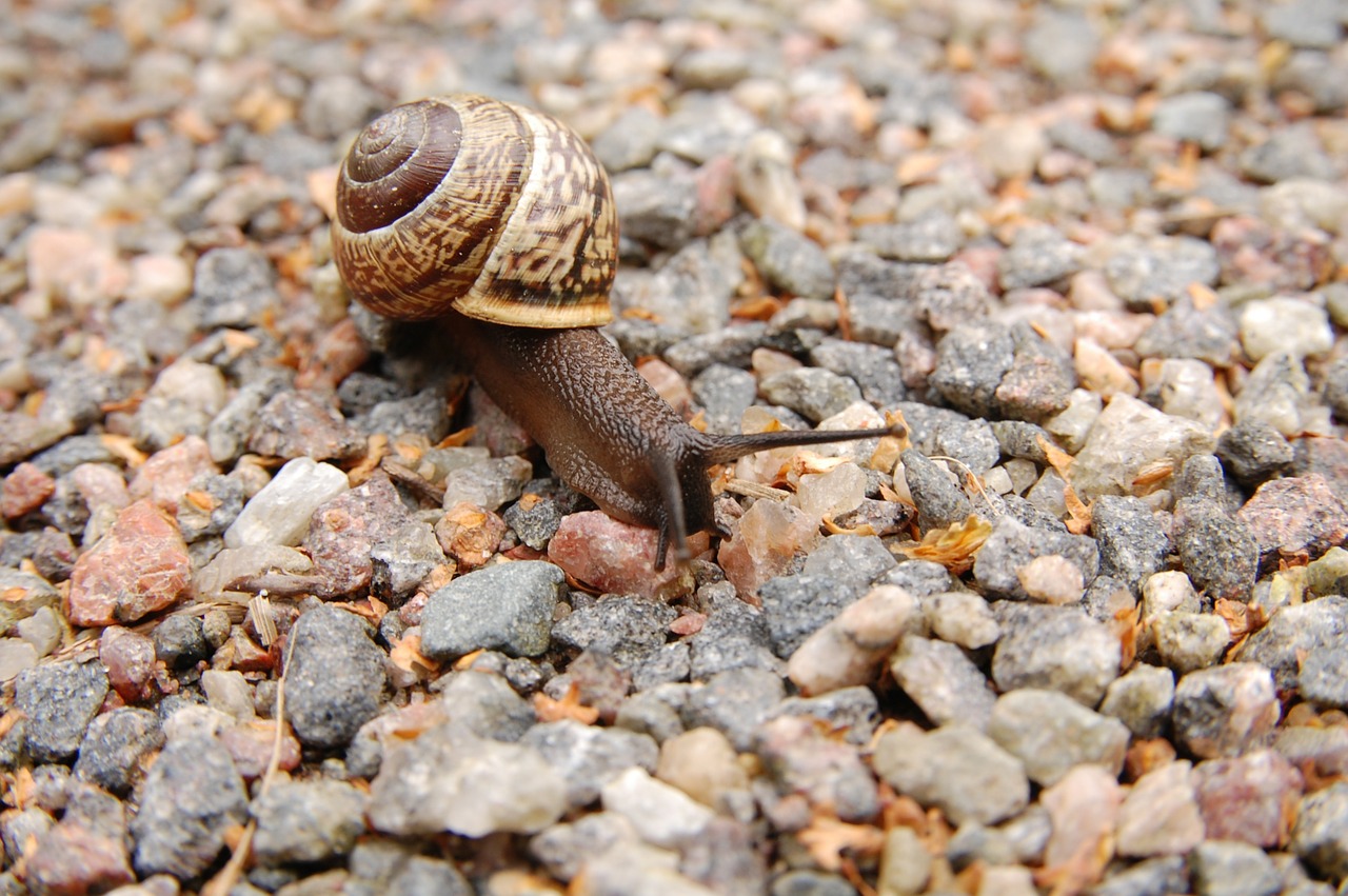 Snail