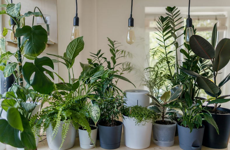 plants